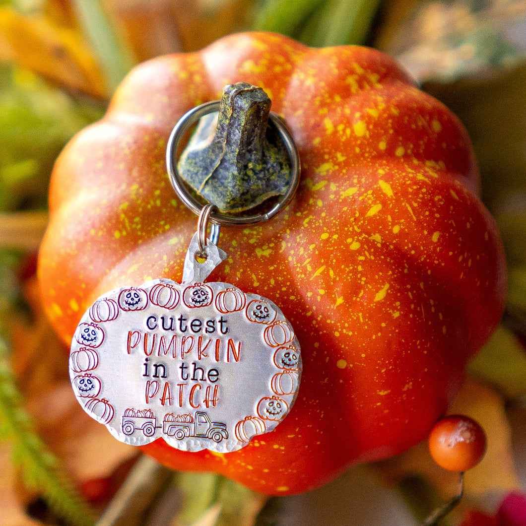 Cutest Pumpkin in the Patch
